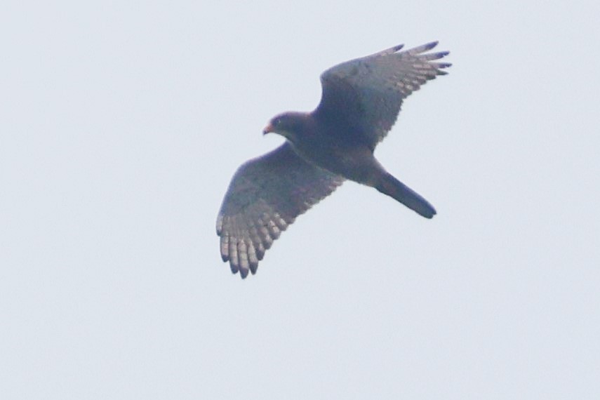 White-eyed Buzzard - ML638358415