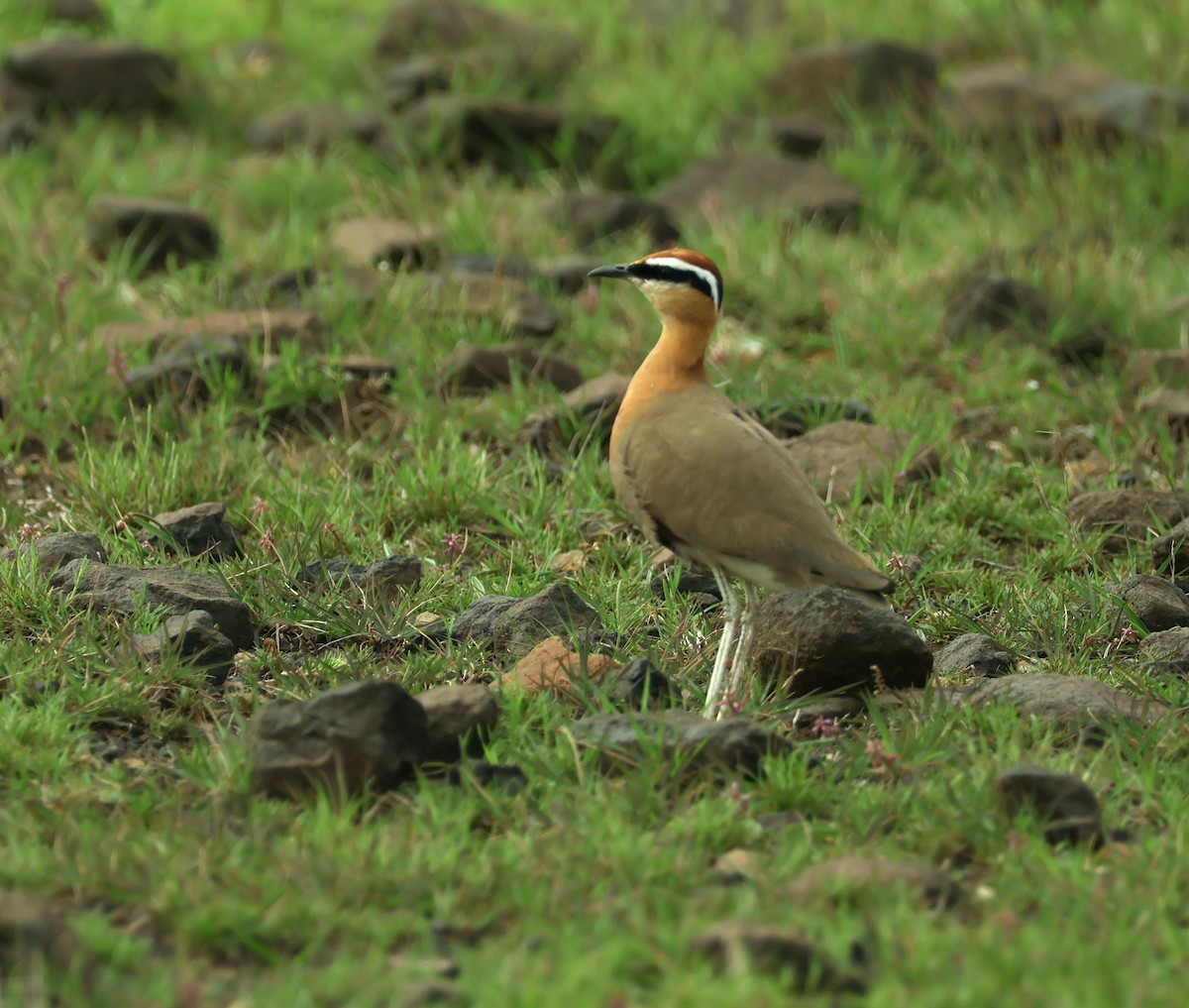Indian Courser - ML638358416
