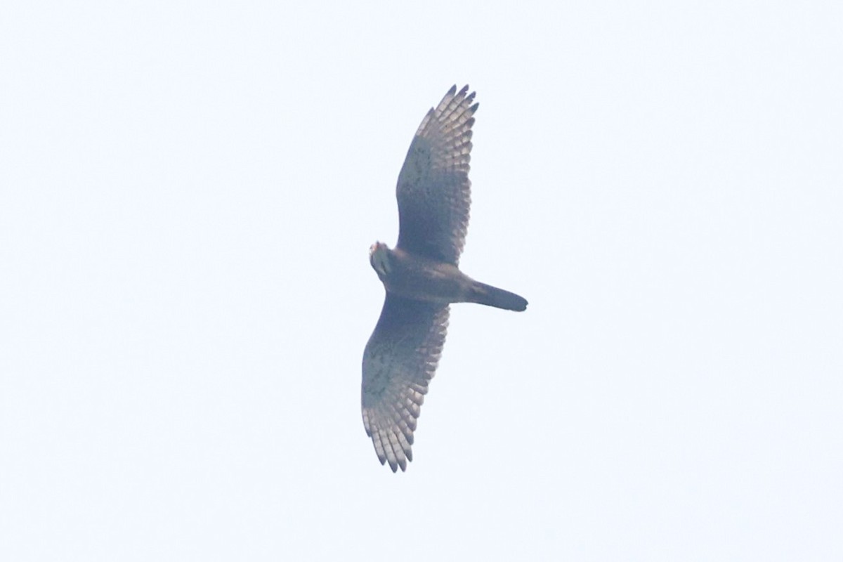 White-eyed Buzzard - ML638358418
