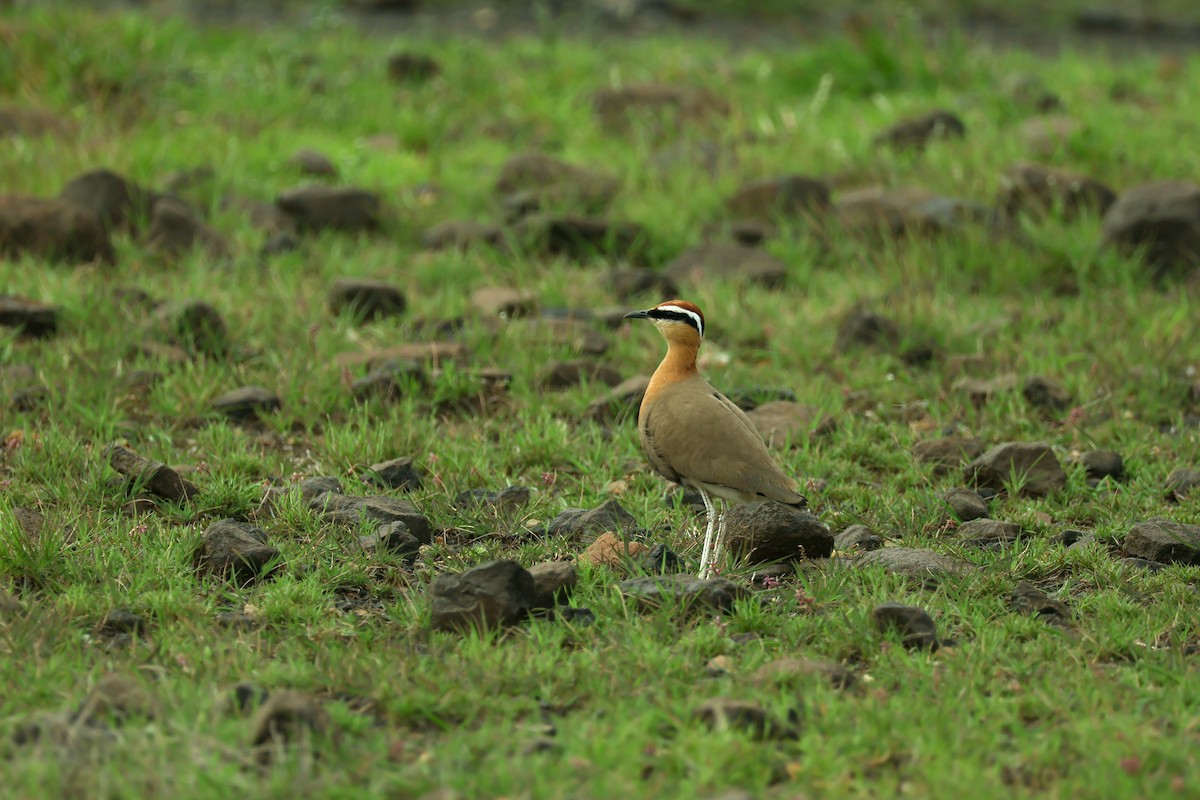 Indian Courser - ML638358445
