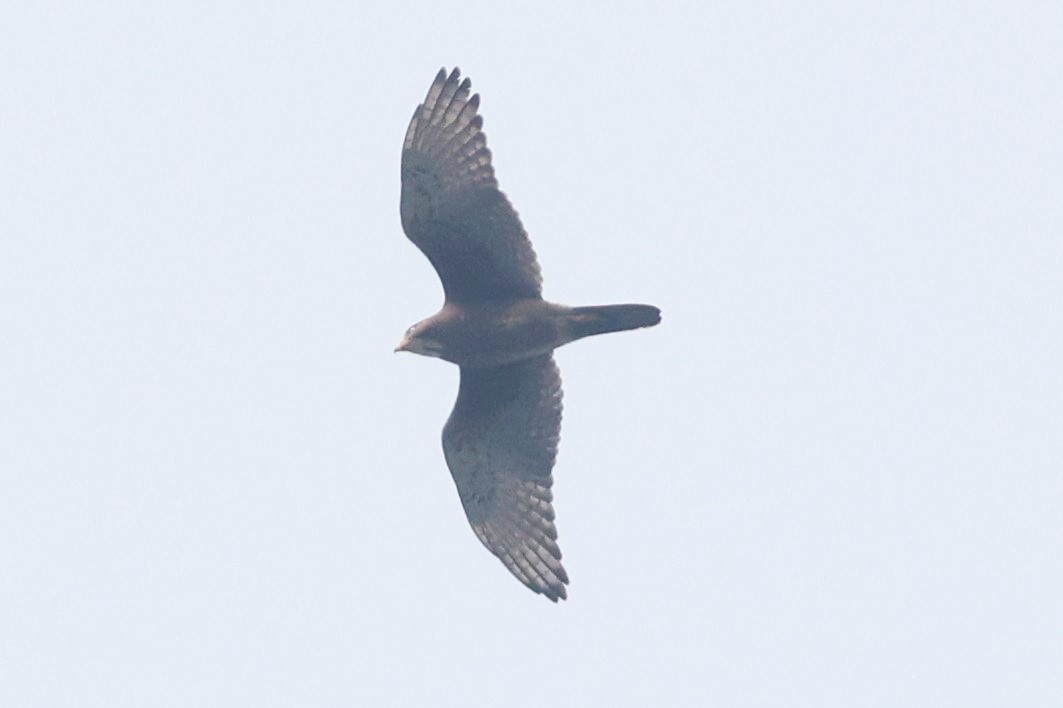 White-eyed Buzzard - ML638358446