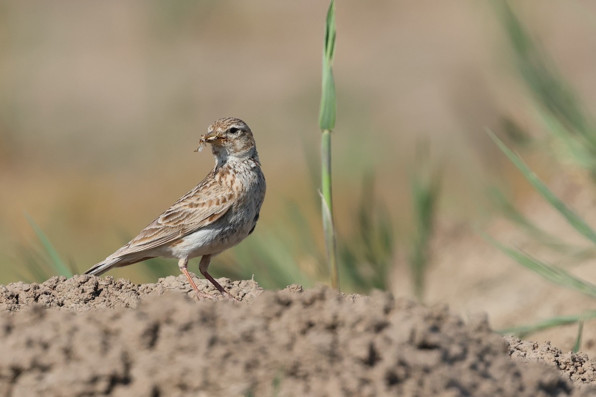 Turkestan Short-toed Lark - ML638358449