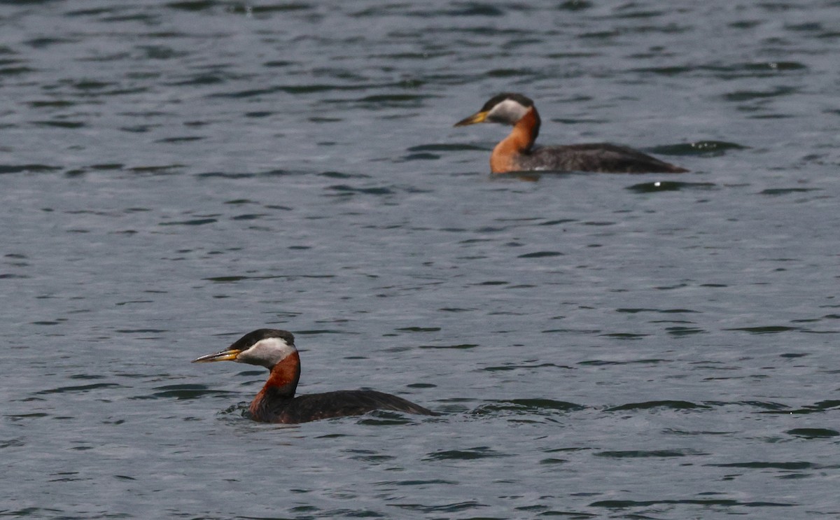 Red-necked Grebe - ML638358455