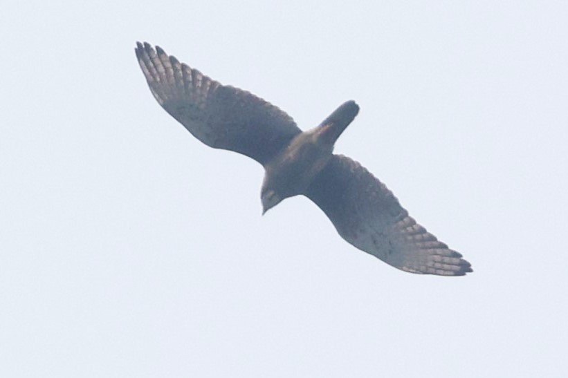 White-eyed Buzzard - ML638358456