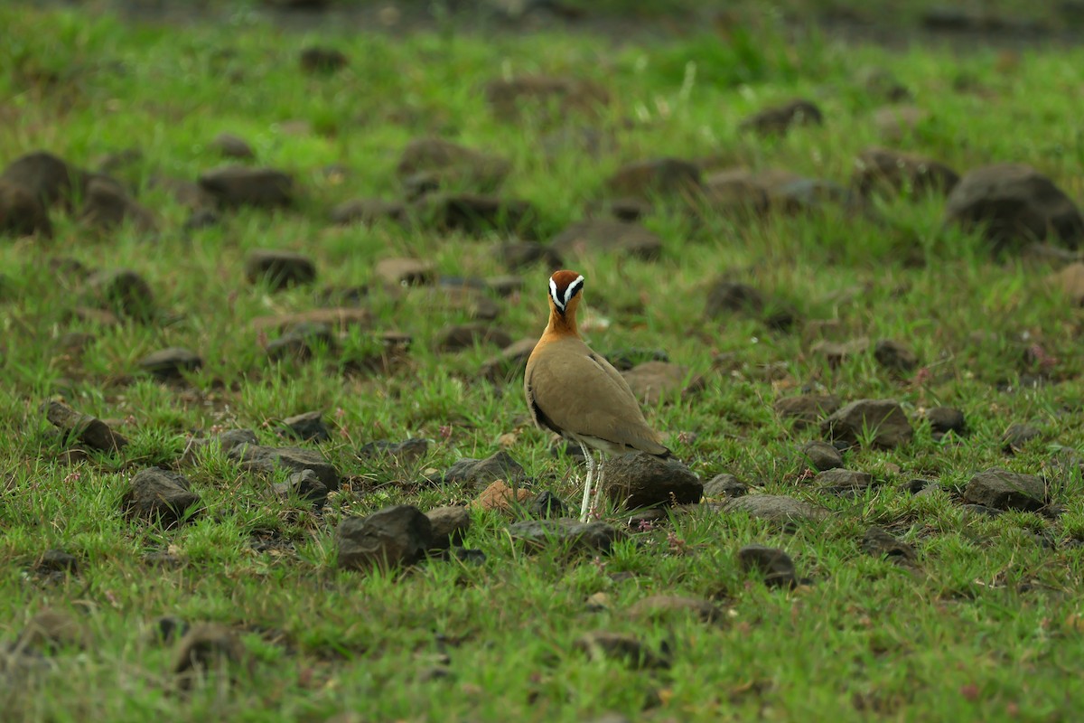 Indian Courser - ML638358458