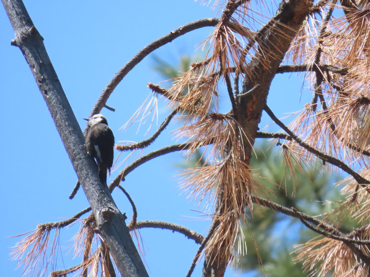 White-headed Woodpecker - ML638358468