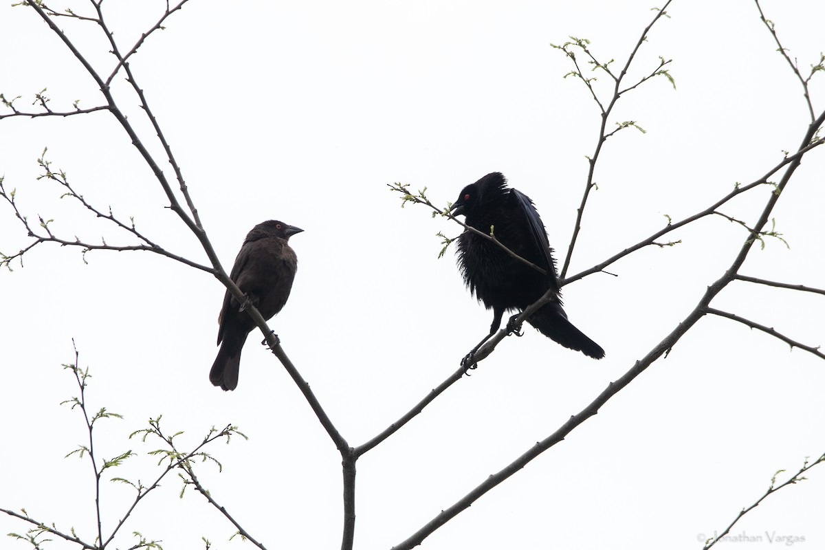Bronzed Cowbird - ML638358474