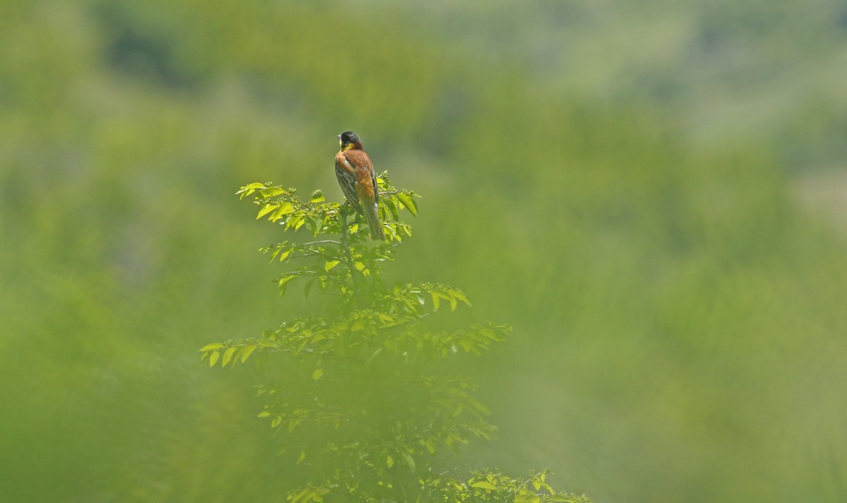 Black-headed Bunting - ML638358479