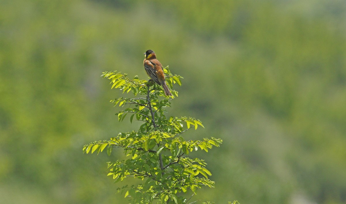 Black-headed Bunting - ML638358480