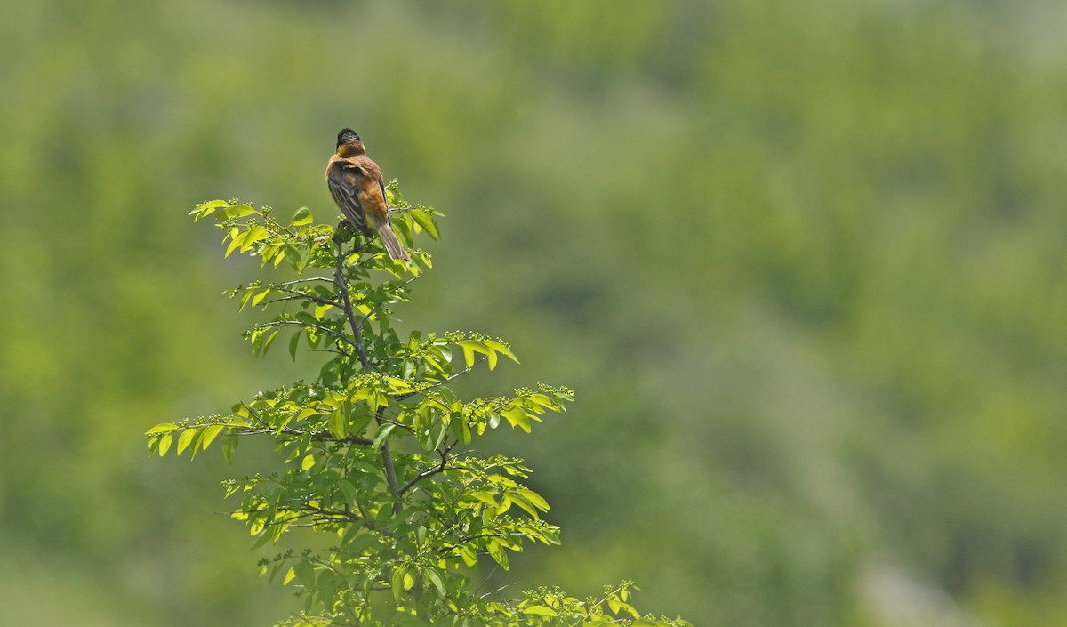 Black-headed Bunting - ML638358482