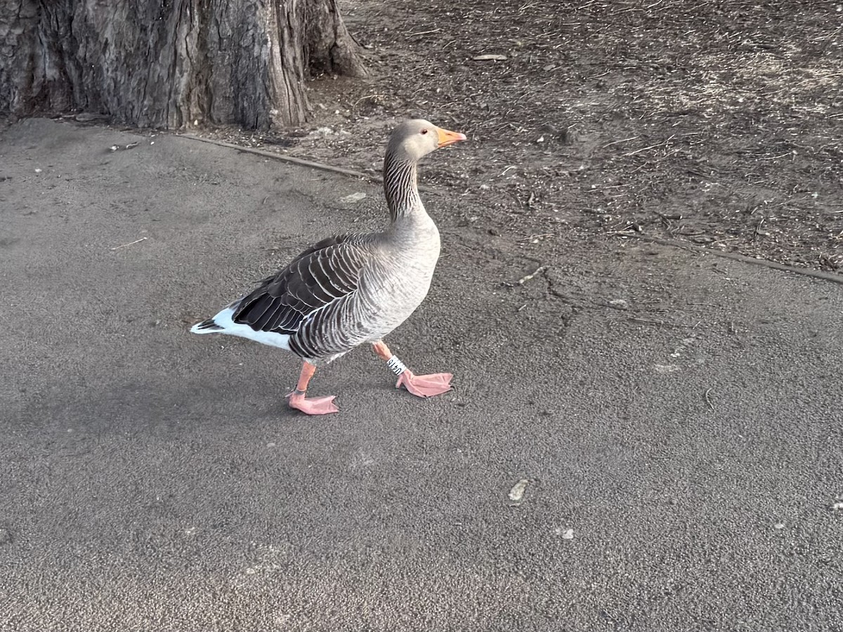 Graylag Goose (European) - ML638358484
