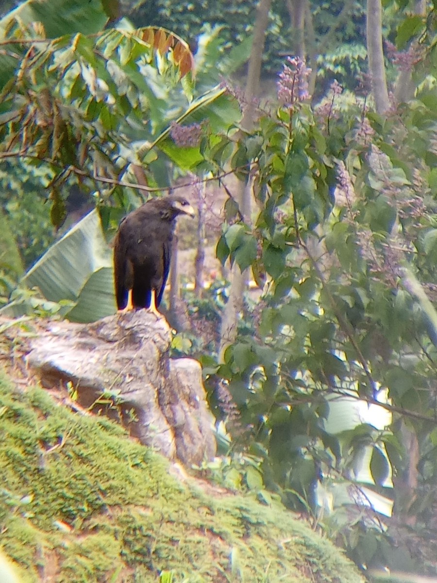 Common Black Hawk (Common) - ML638358487