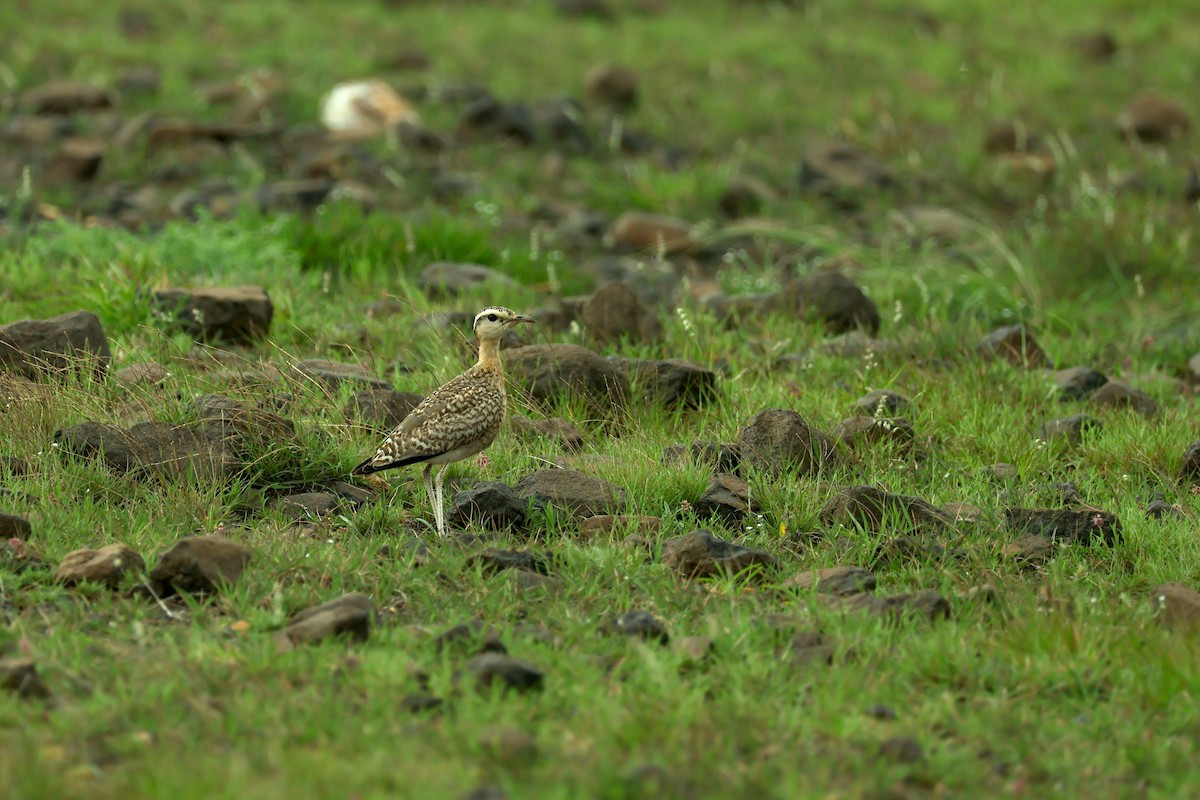 Indian Courser - ML638358488