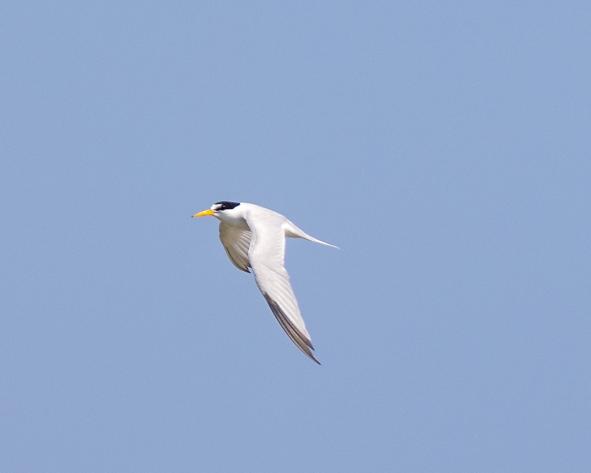 Least Tern - ML638358491