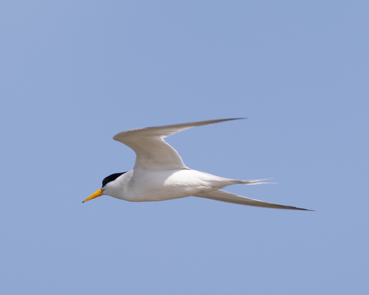 Least Tern - ML638358492