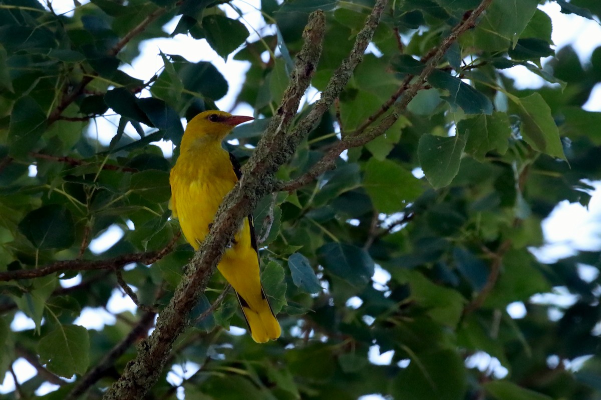 Eurasian Golden Oriole - ML638358494