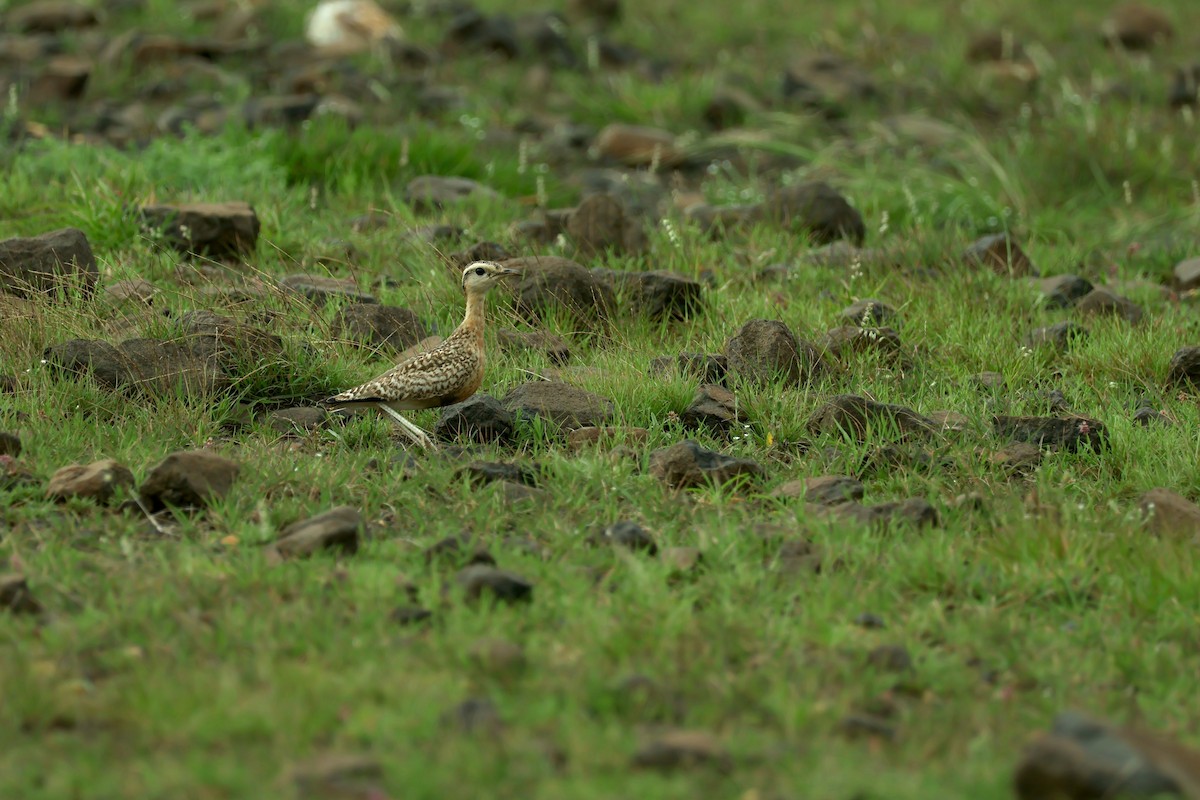 Indian Courser - ML638358495