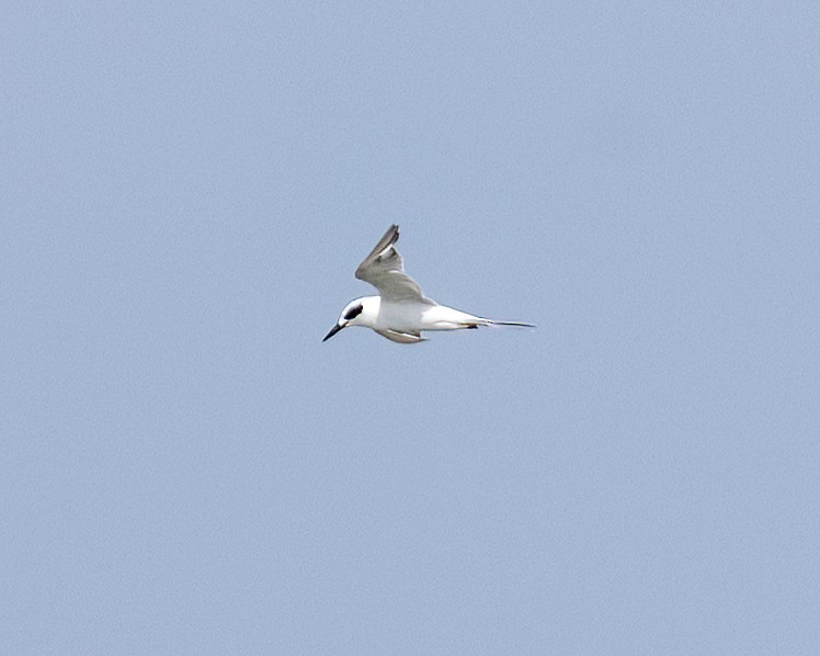 Forster's Tern - ML638358499