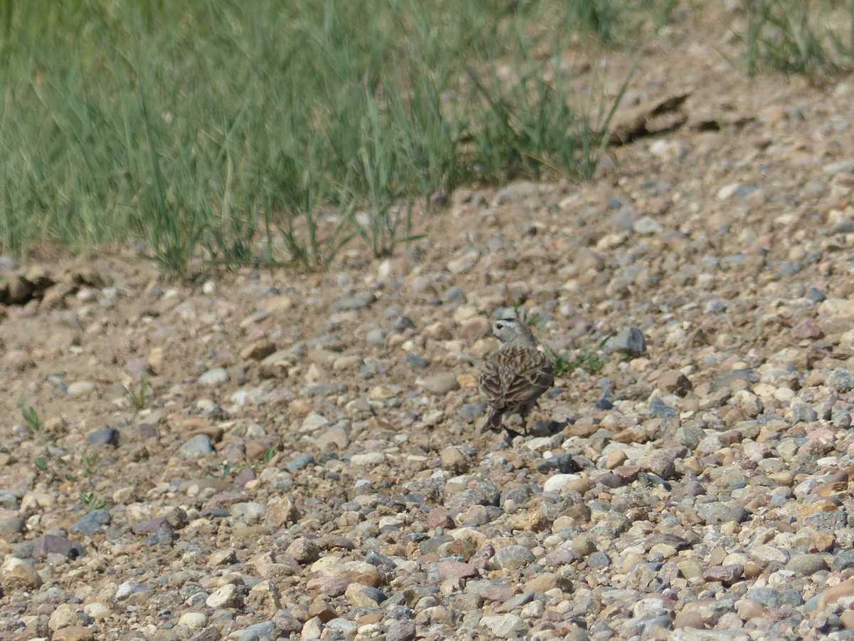 Thick-billed Longspur - ML638358503