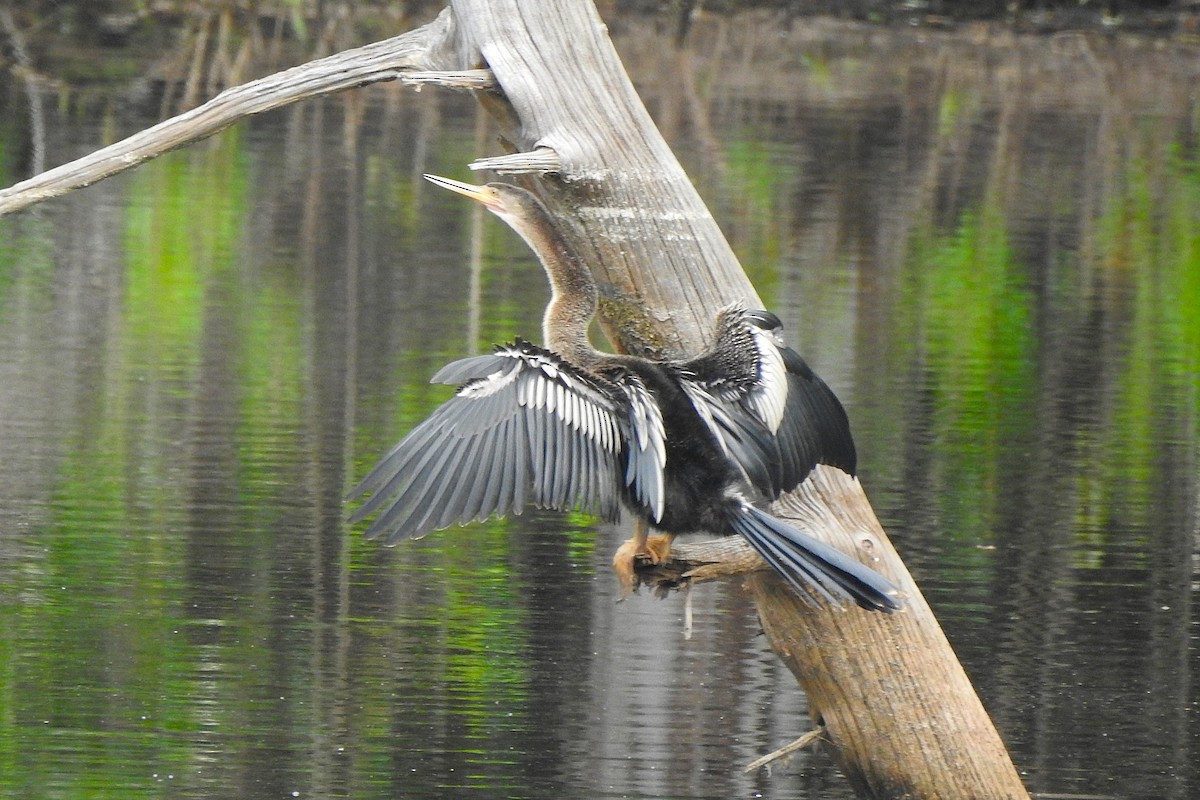 Anhinga - ML638358505