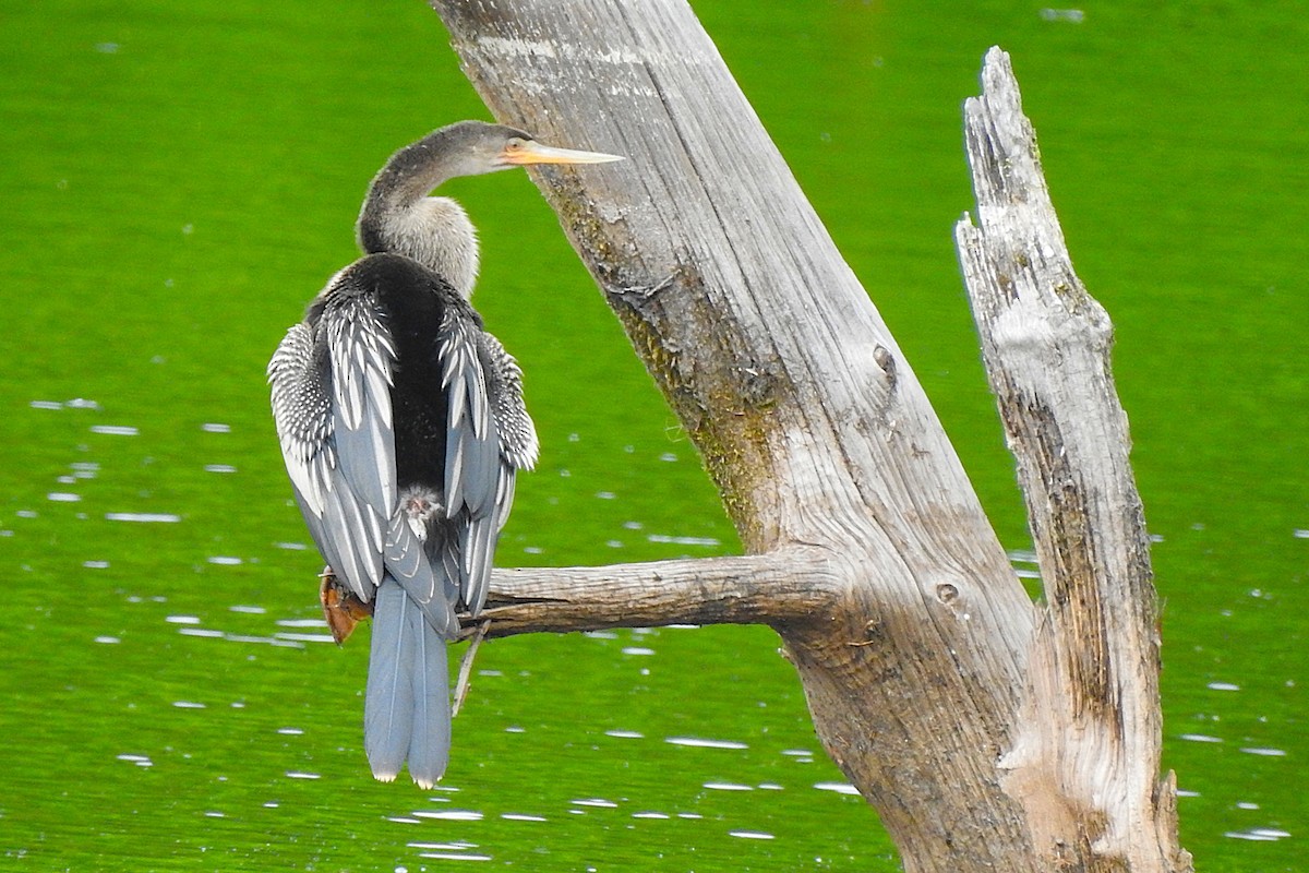 Anhinga - ML638358506