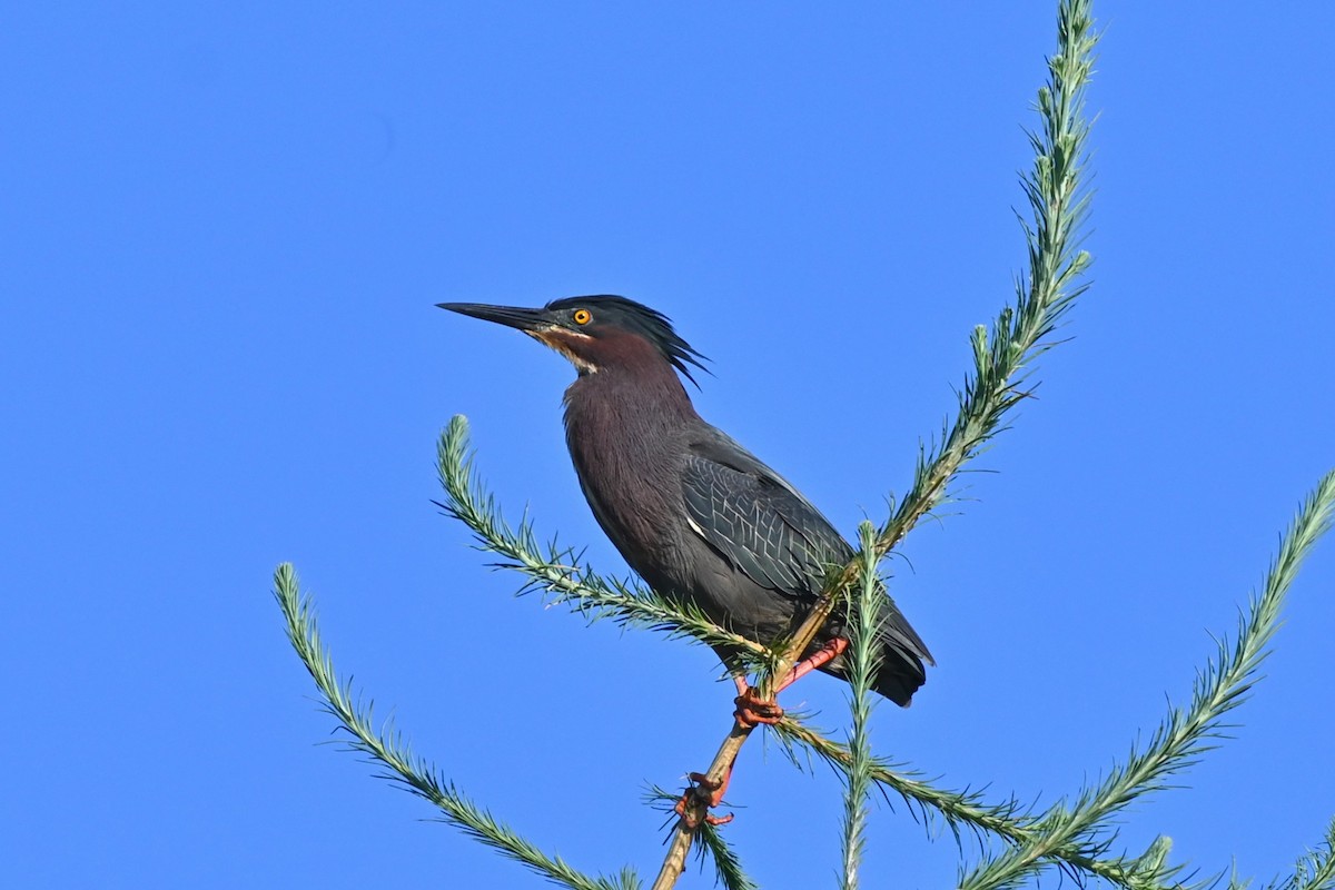 Green Heron - ML638358510