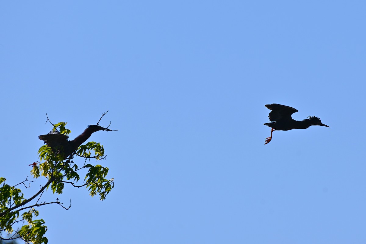 Green Heron - ML638358512