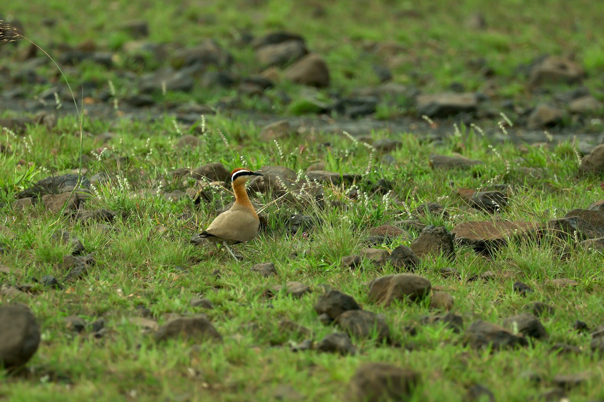 Indian Courser - ML638358515