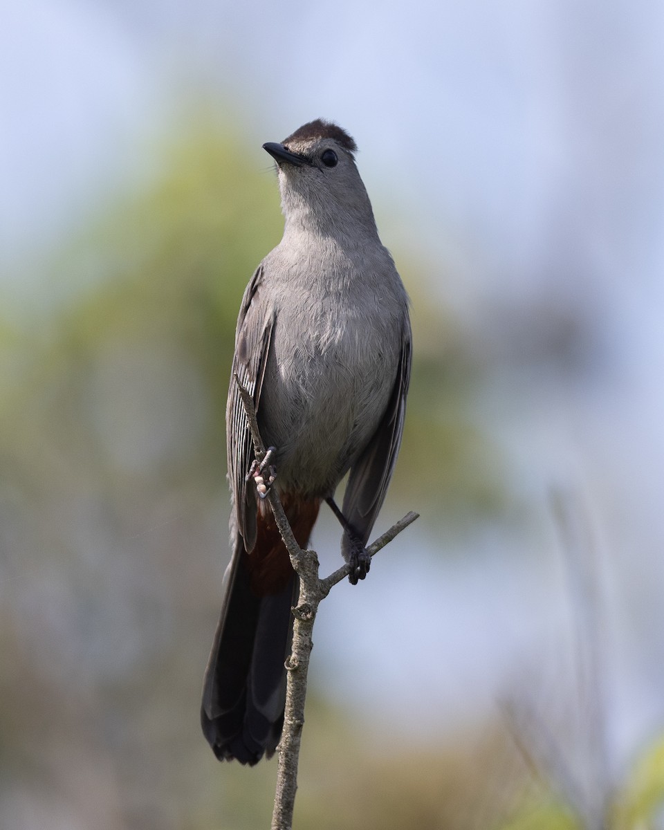 Gray Catbird - ML638358520