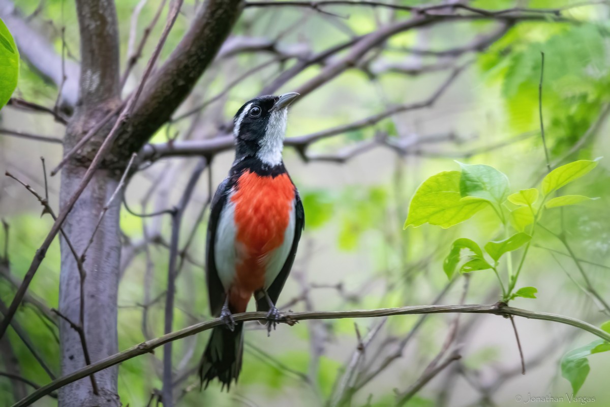 Red-breasted Chat - ML638358521
