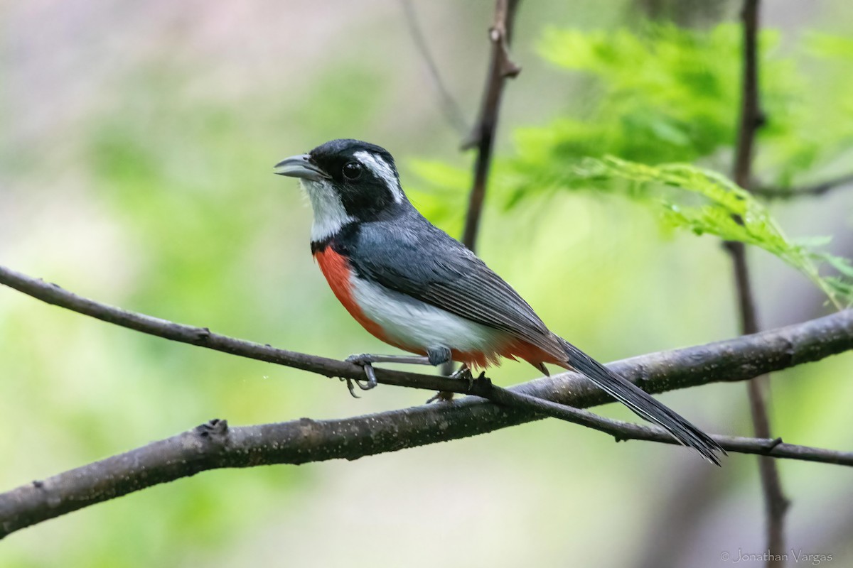 Red-breasted Chat - ML638358522