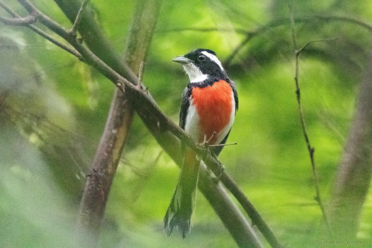 Red-breasted Chat - ML638358523