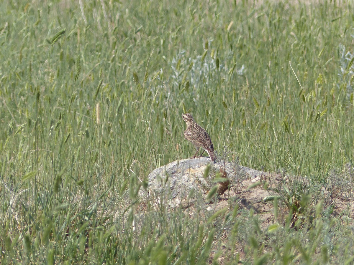 Sprague's Pipit - ML638358536
