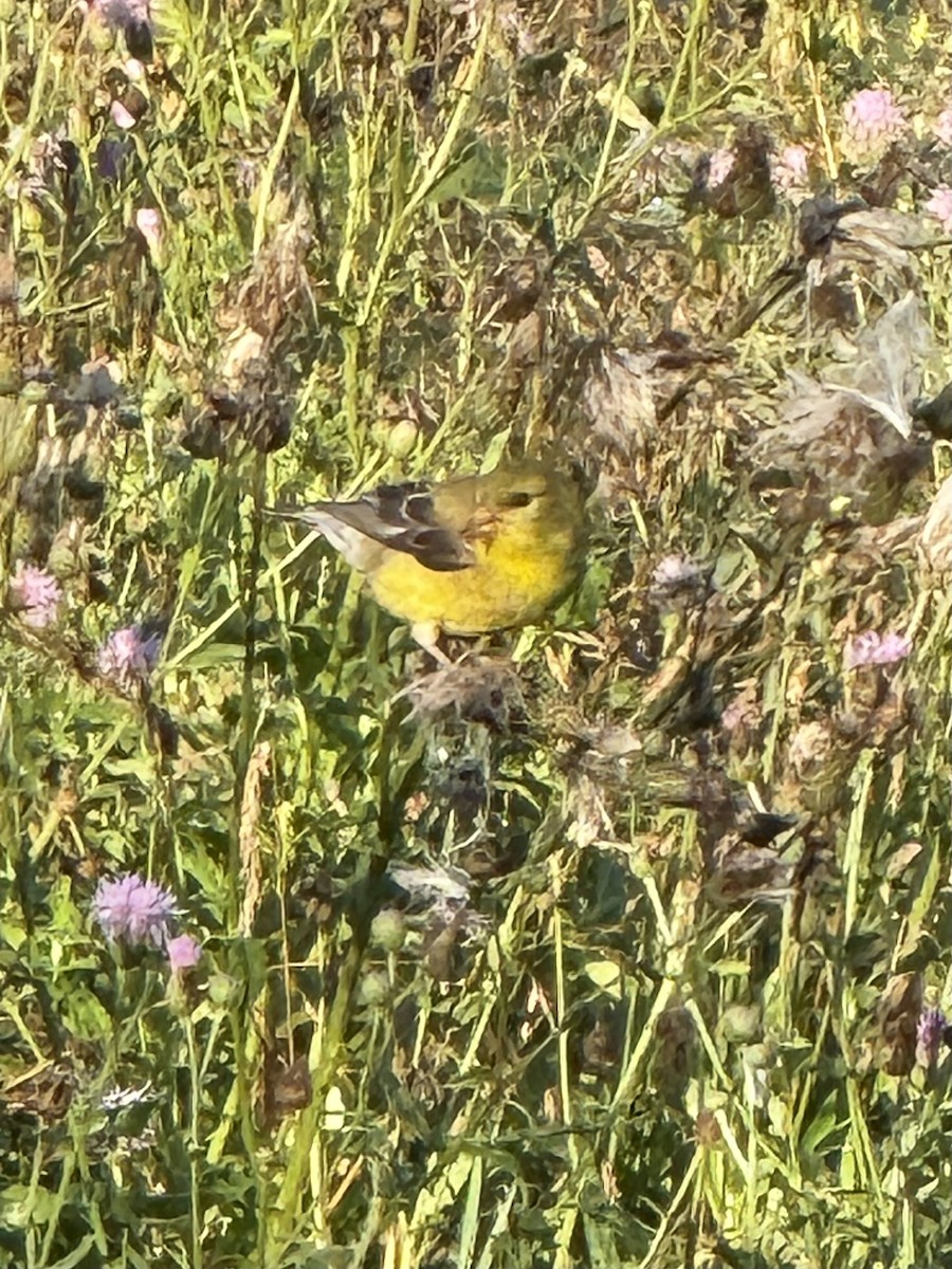 American Goldfinch - ML638358564