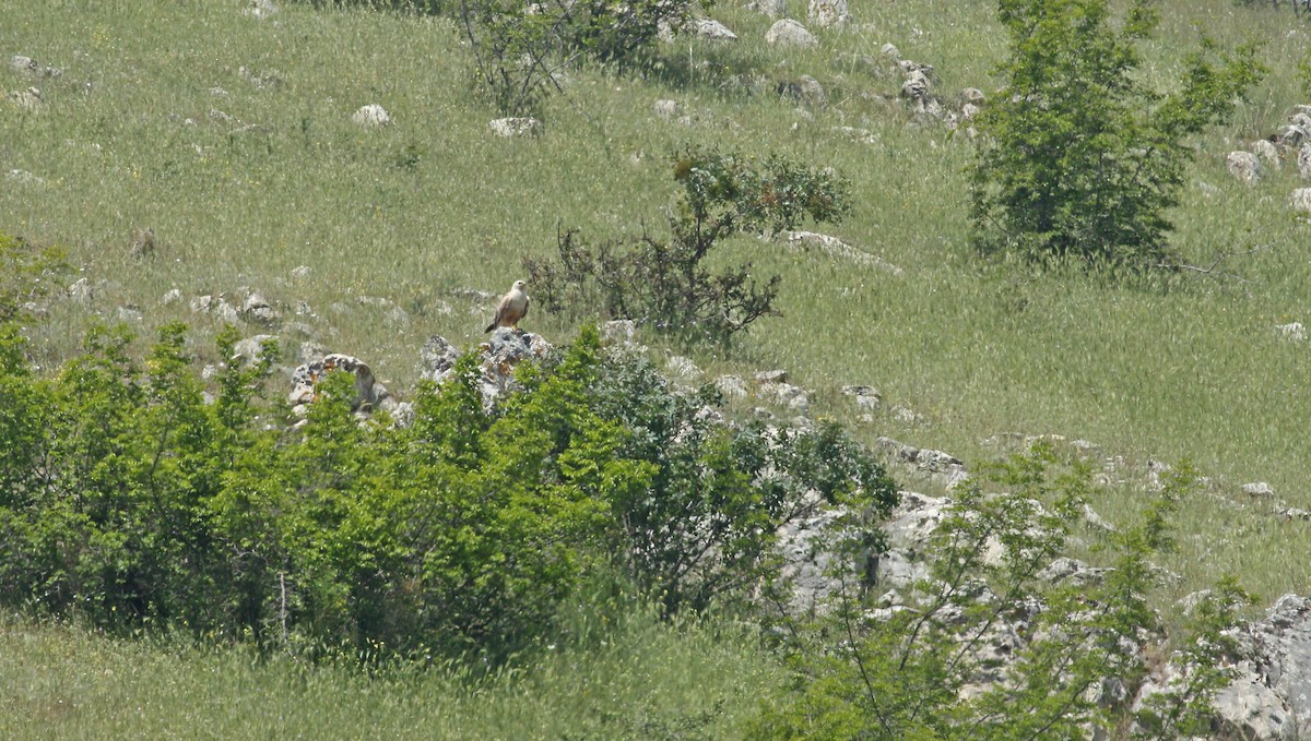 ørnvåk - ML638358581