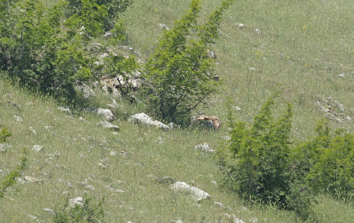 ørnvåk - ML638358582