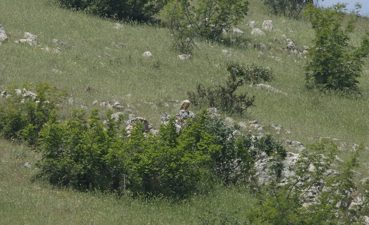 ørnvåk - ML638358584