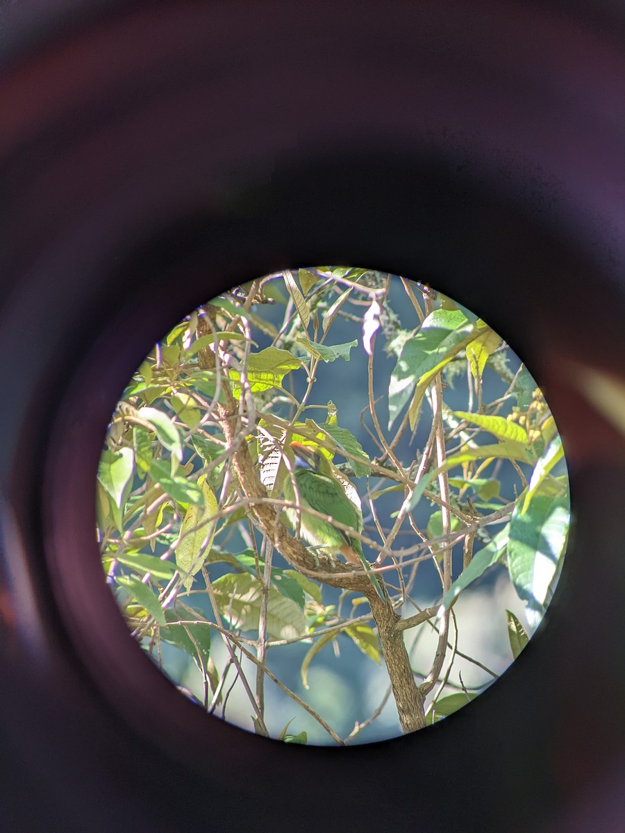 Northern Emerald-Toucanet - ML638358598