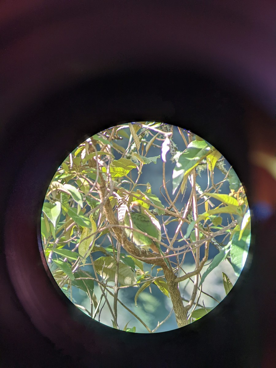 Northern Emerald-Toucanet - ML638358600