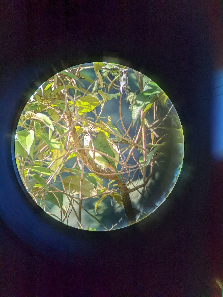 Northern Emerald-Toucanet - ML638358601