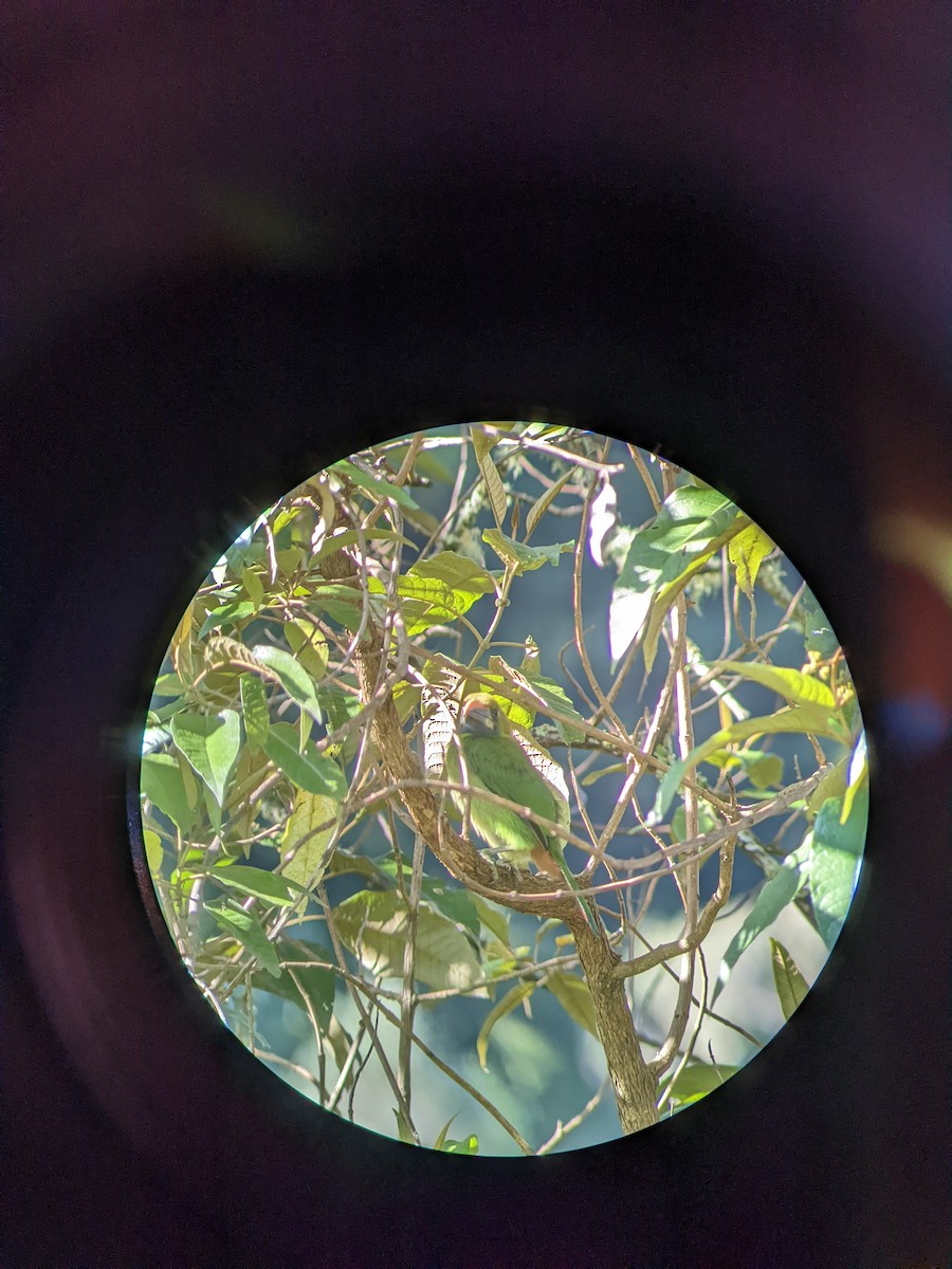 Northern Emerald-Toucanet - ML638358602