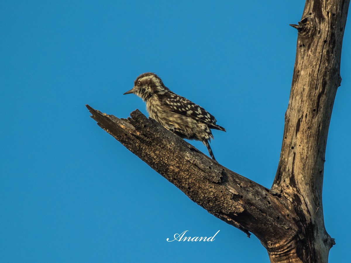 Brown-capped Pygmy Woodpecker - ML638358615