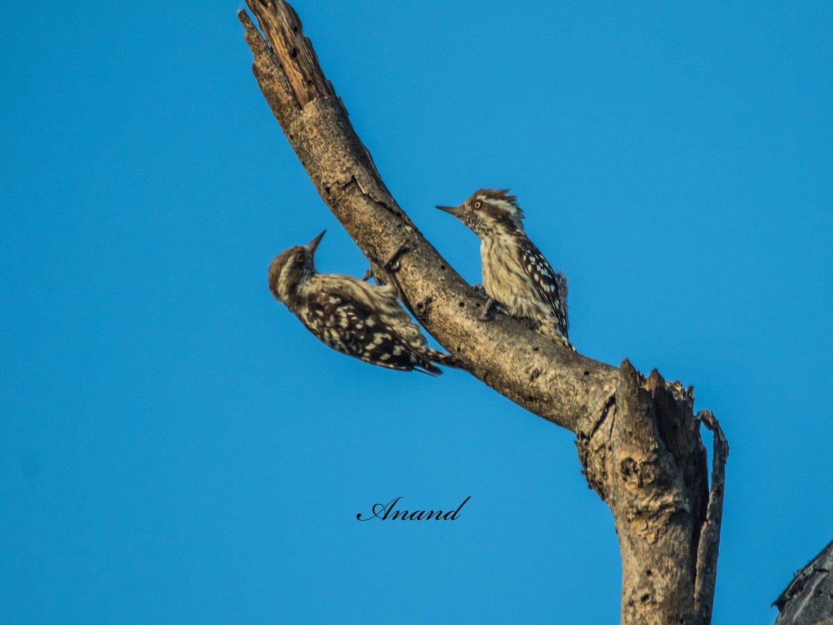 Brown-capped Pygmy Woodpecker - ML638358616