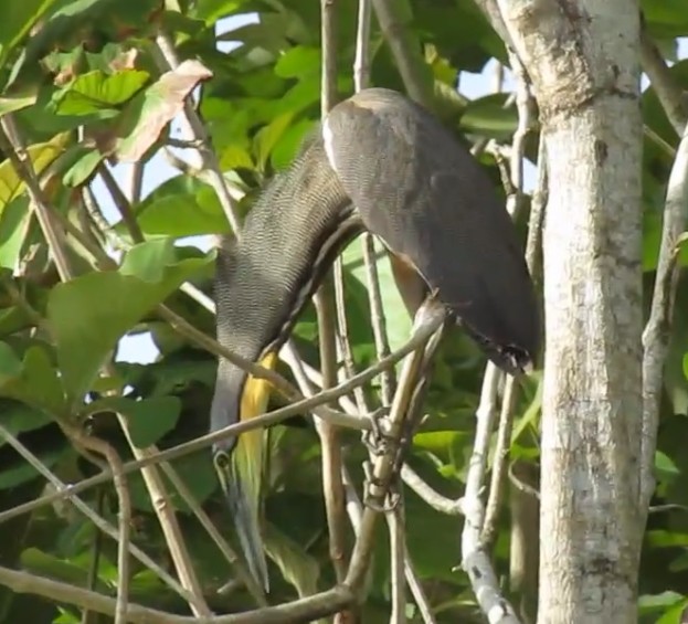 Bare-throated Tiger-Heron - ML638358621