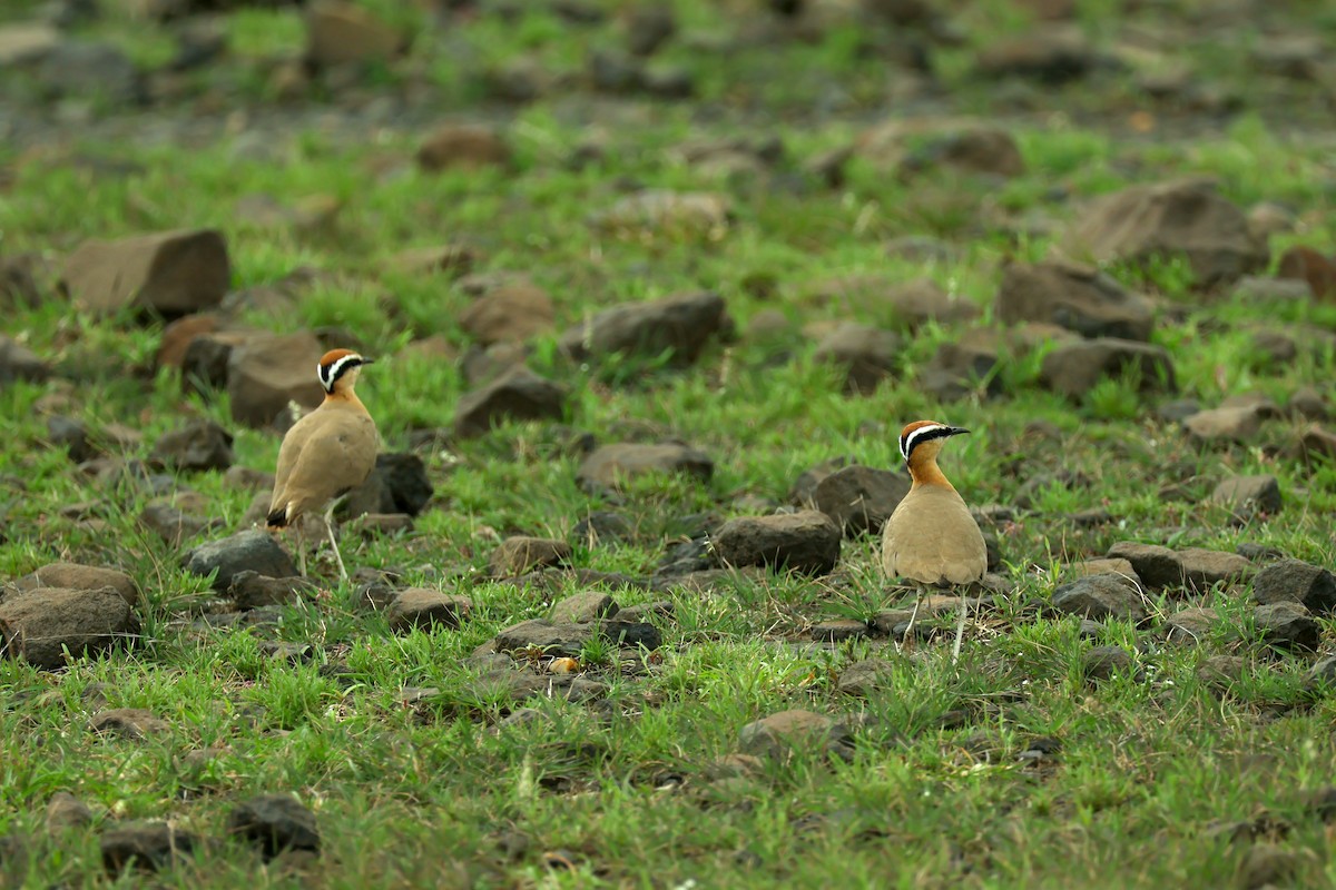 Indian Courser - ML638358628