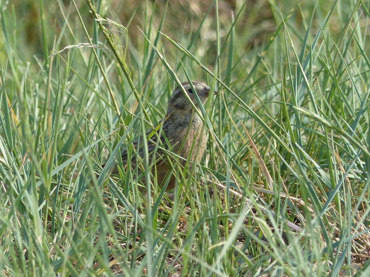 Thick-billed Longspur - ML638358630