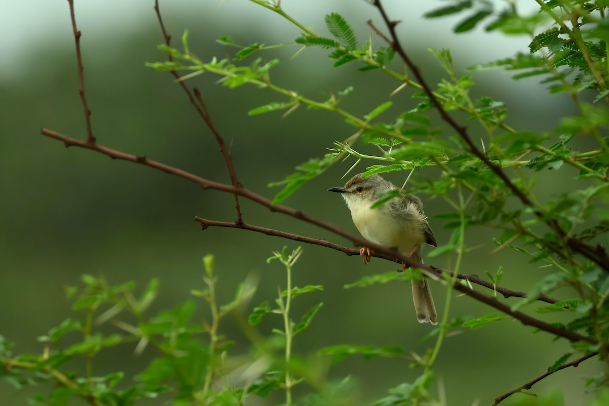 Prinia simple - ML638358643