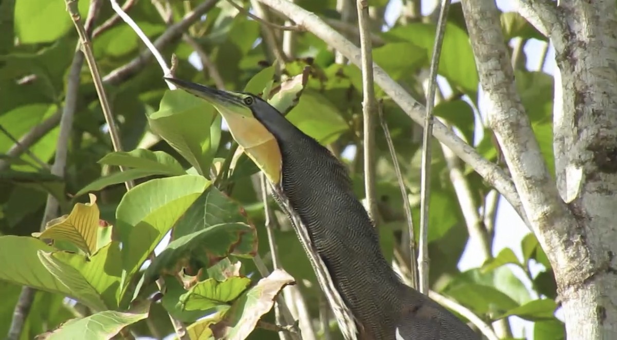Bare-throated Tiger-Heron - ML638358644