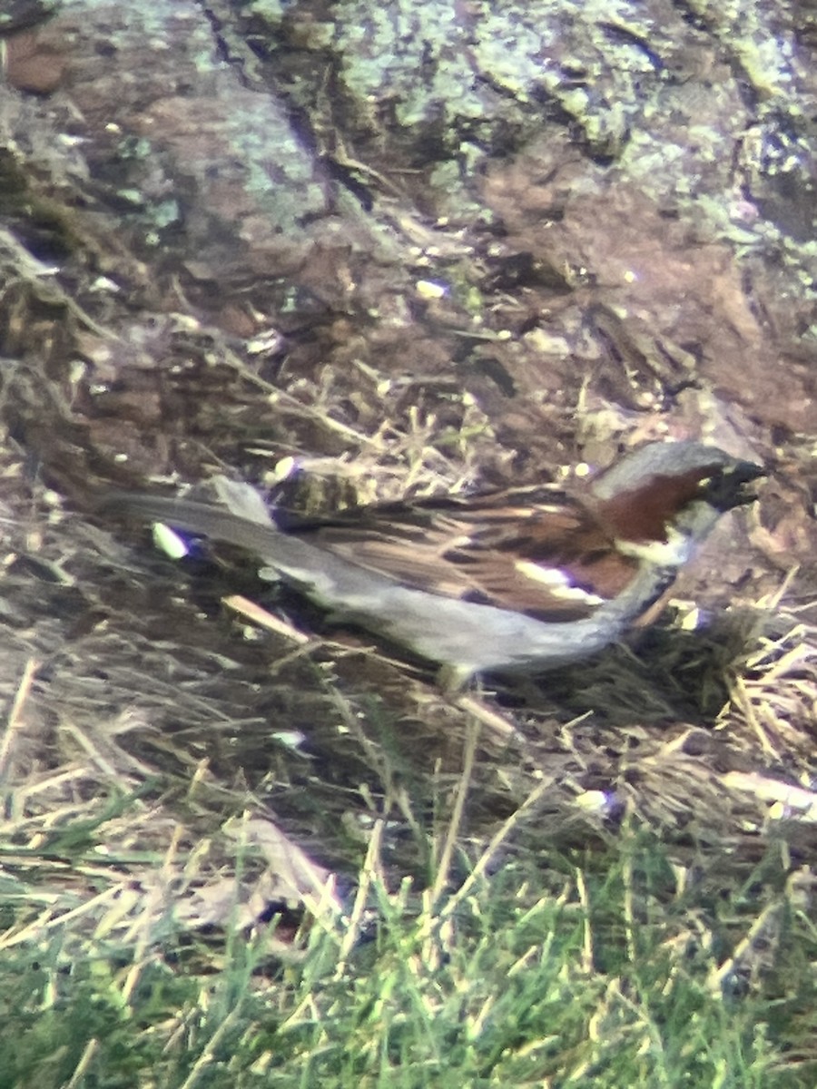 Haussperling - ML638358680