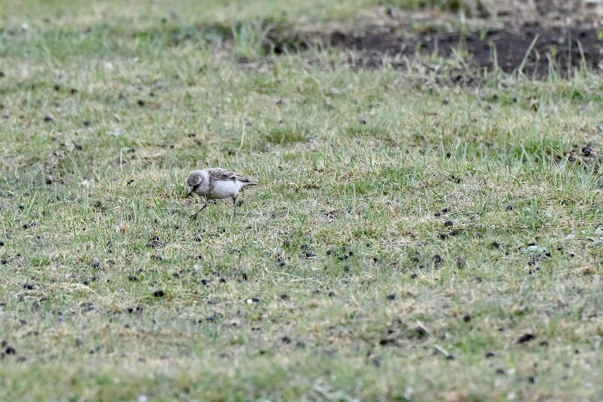 White-rumped Snowfinch - ML638358684